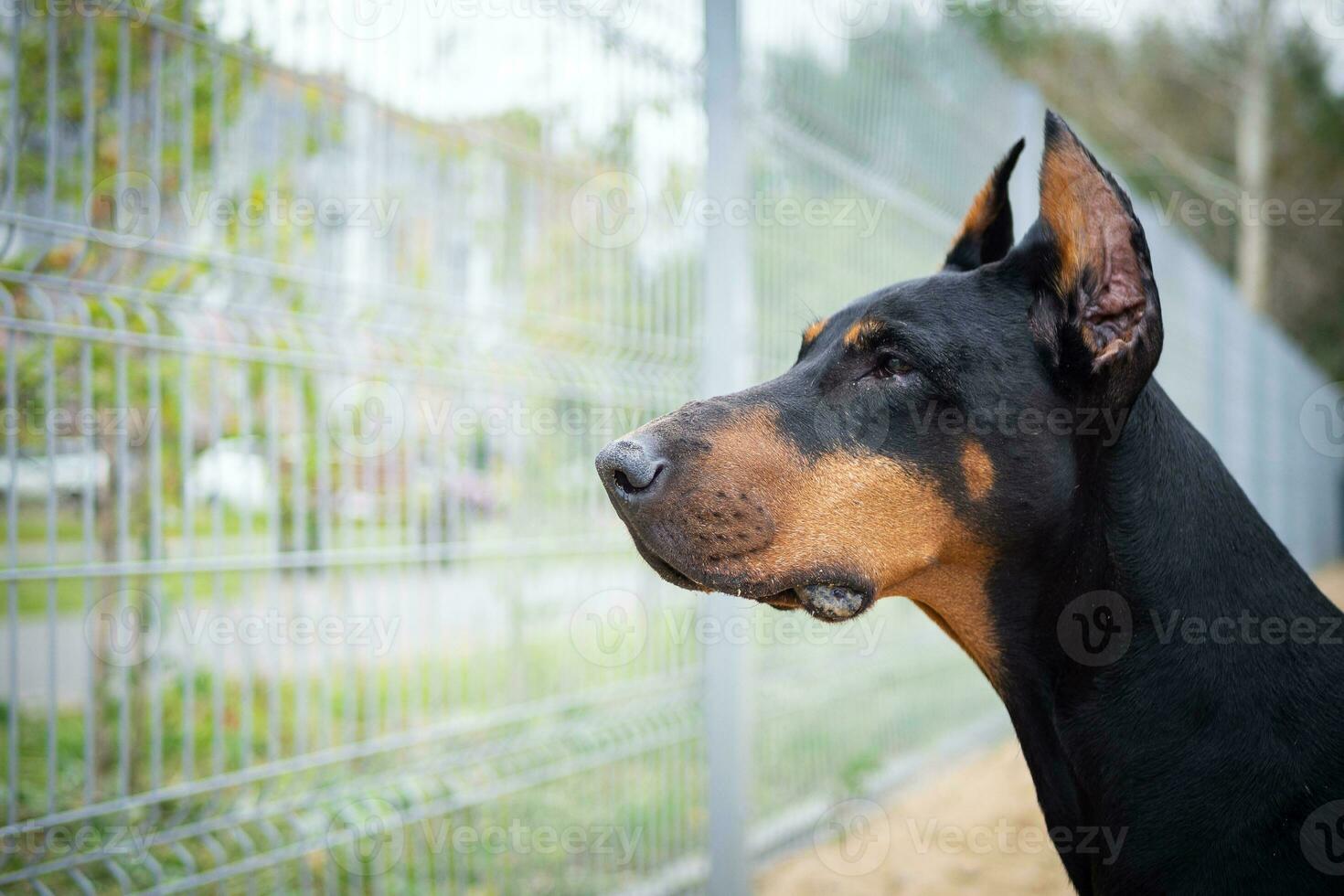 Portrait of a Doberman. photo
