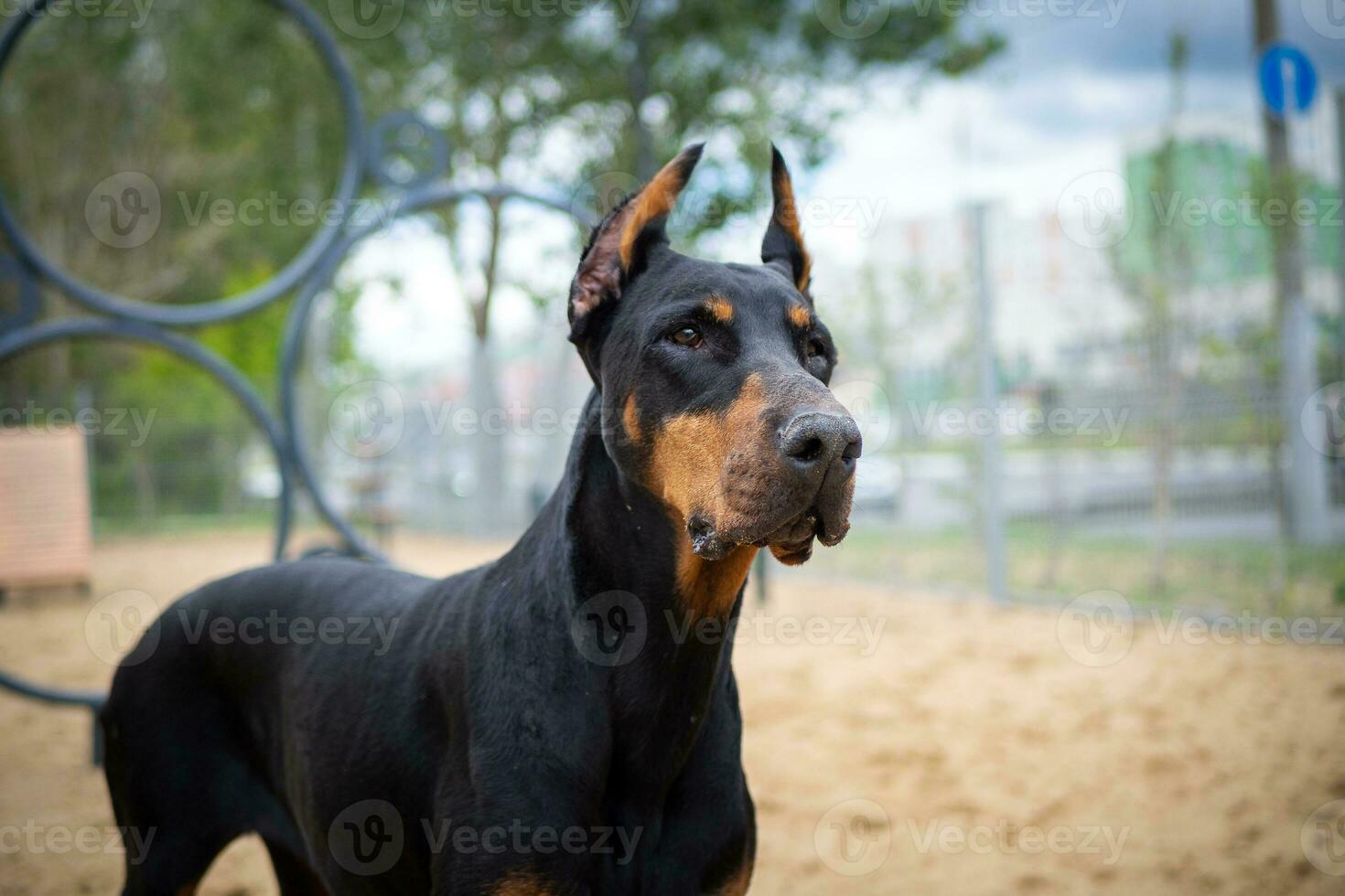 retrato de un caballero. foto