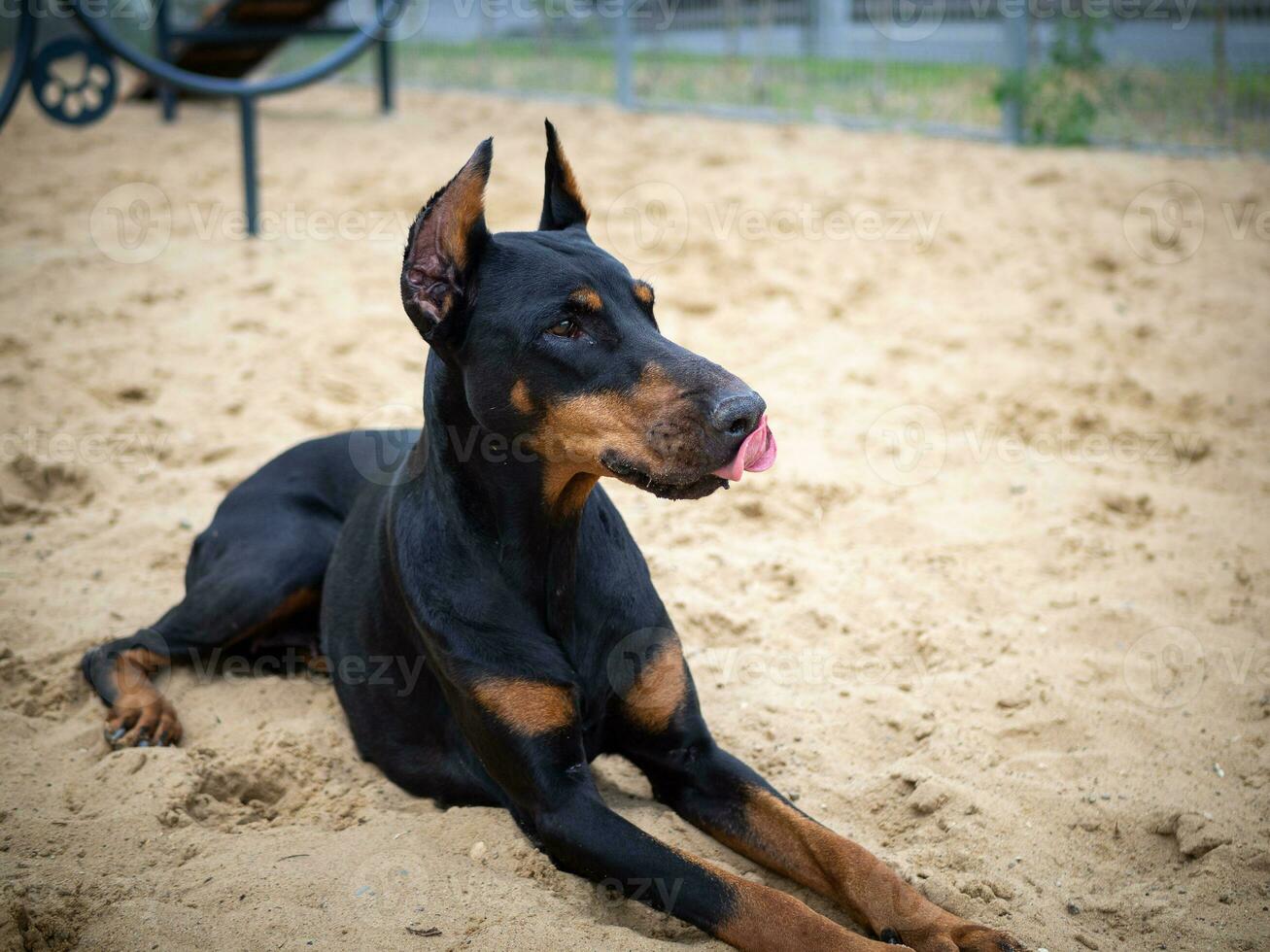 Portrait of a Doberman. photo