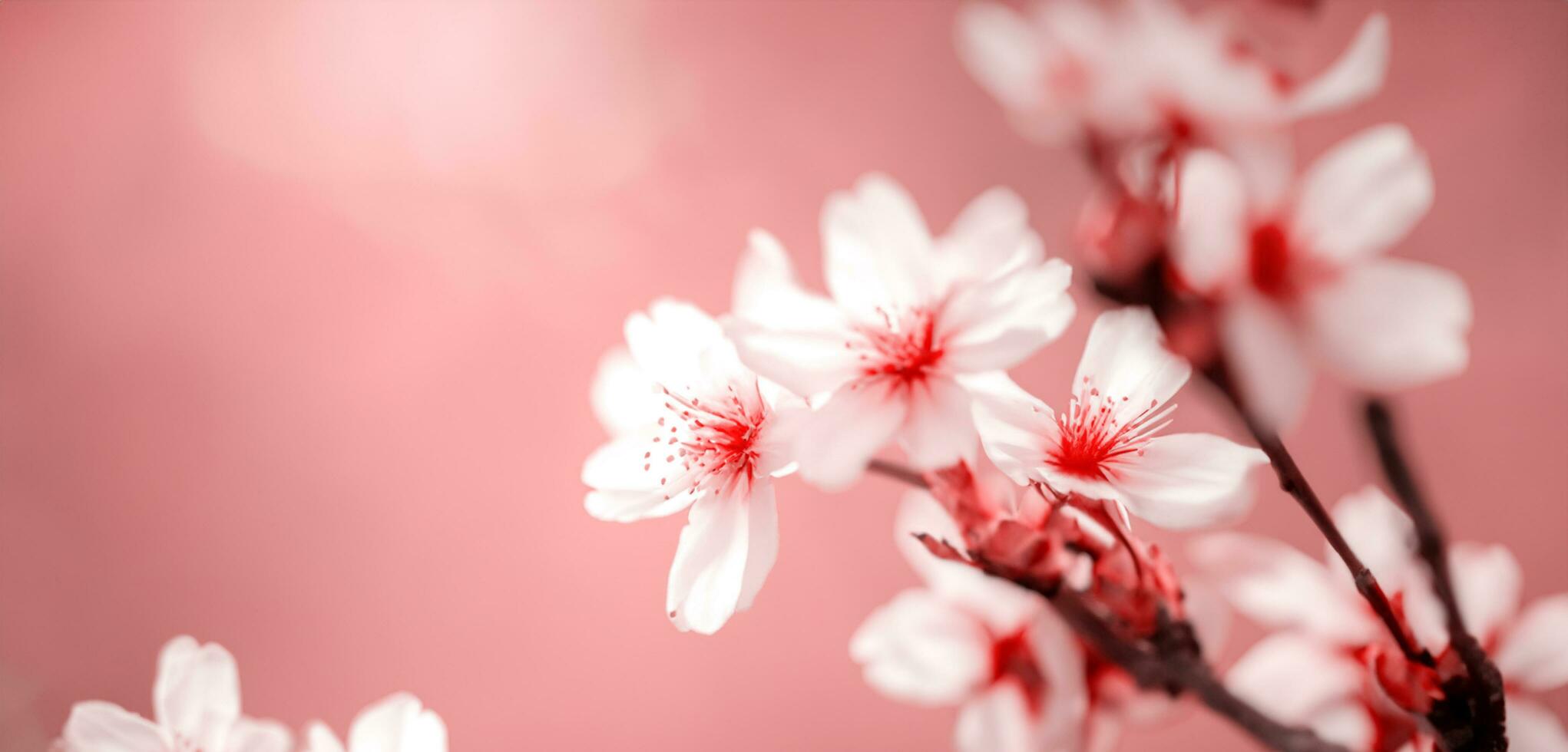 Bright background of cherry blossoms nature in japan photo