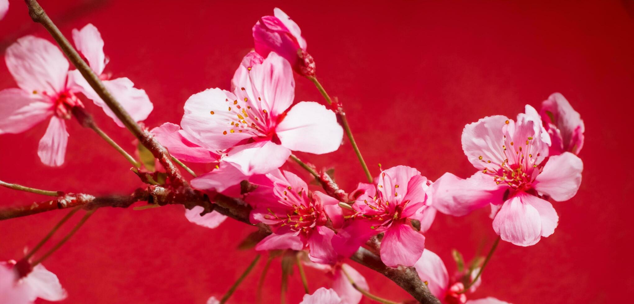 Bright background of cherry blossoms nature in japan photo