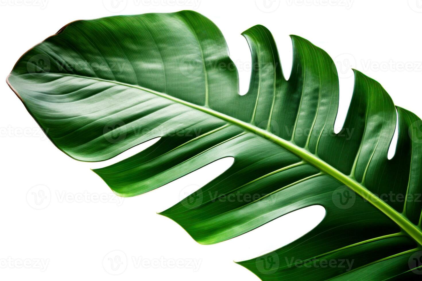 Tropical green leaf close-up isolated on white. Generative AI photo