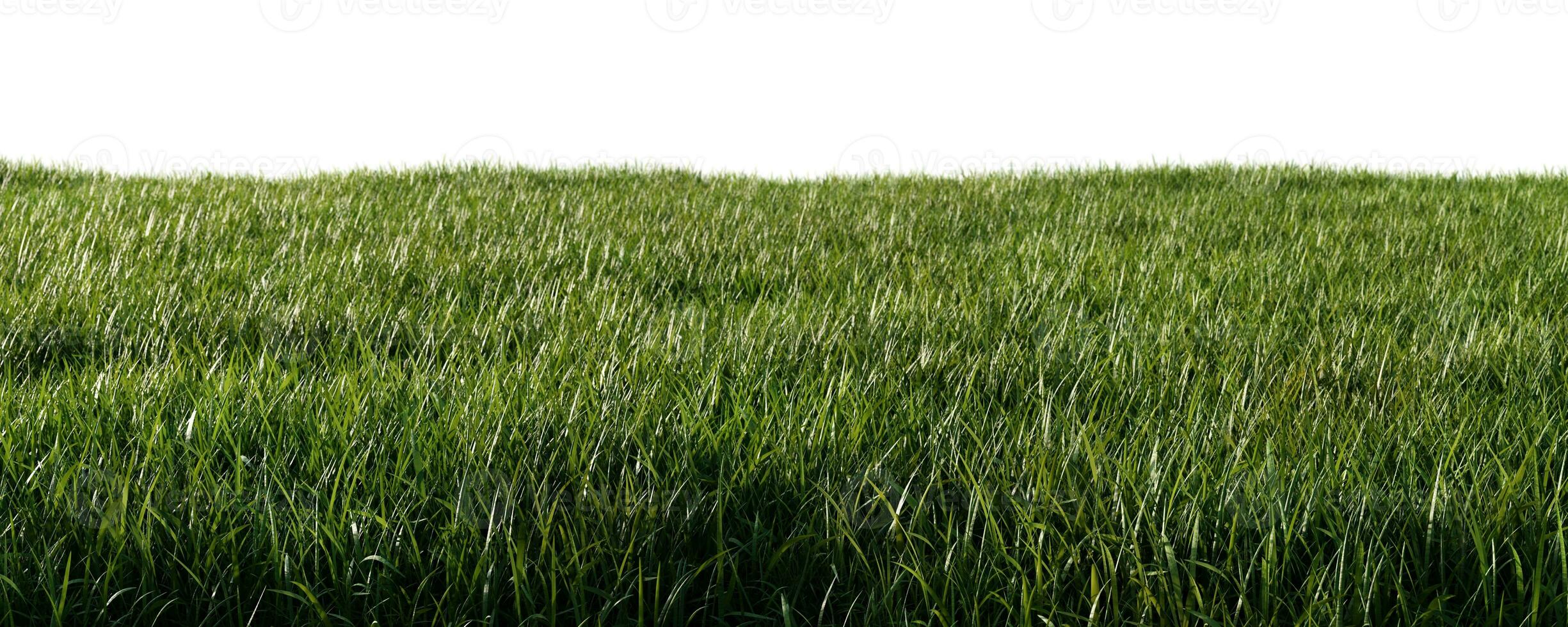 Green grass meadow isolated on white background photo