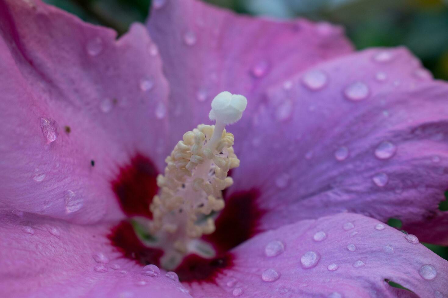 macro néctar y vástago foto