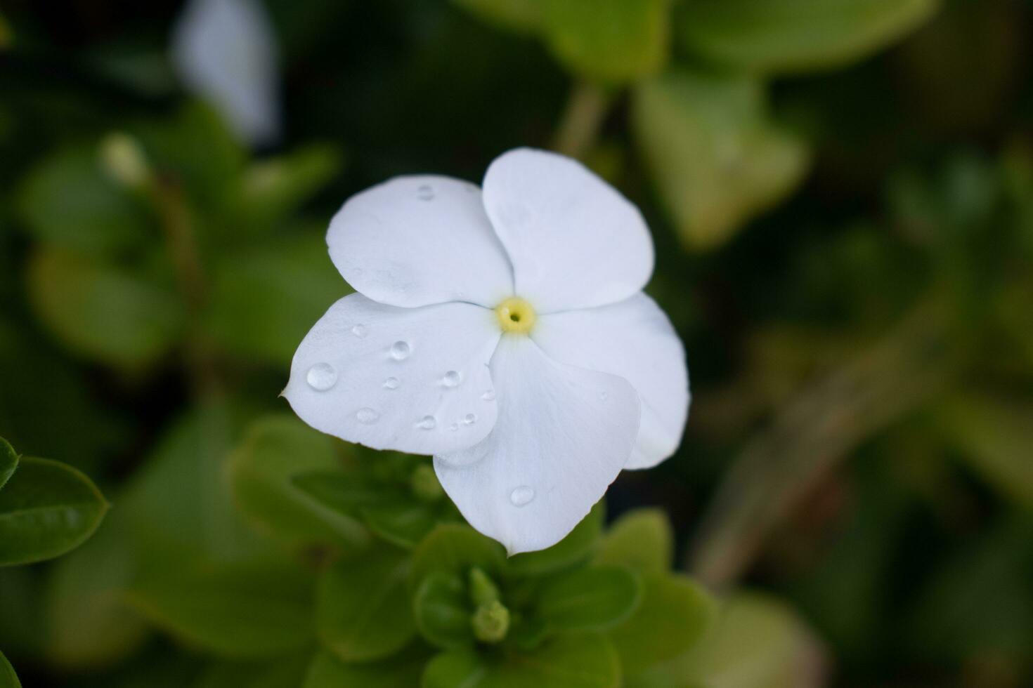 sola flor blanca foto