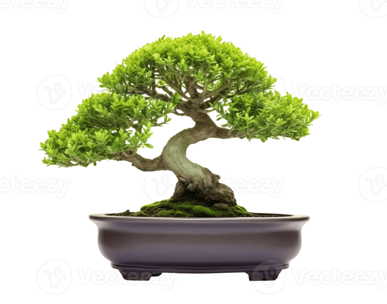 Small tree bonsai isolated on transparent background. PNG file, cut out. AI Generated