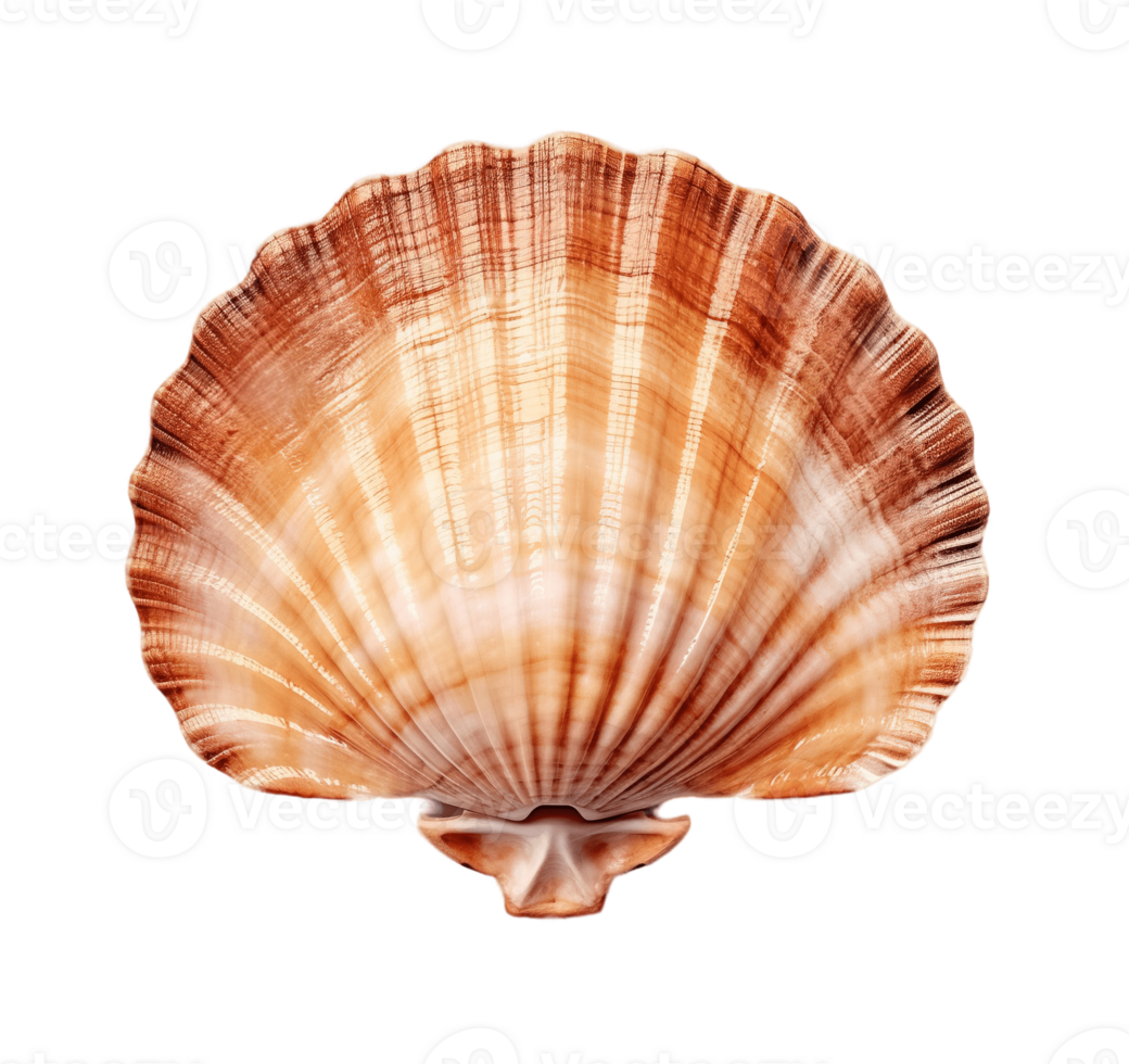 Scallop shell isolated on transparent background. PNG file, cut out. AI Generated