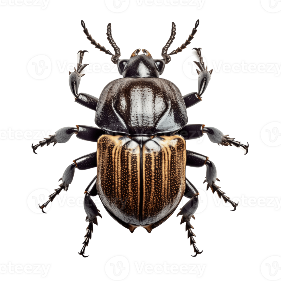 Rhinoceros beetles bug insect grub isolated on transparent background. PNG file, cut out. AI Generated