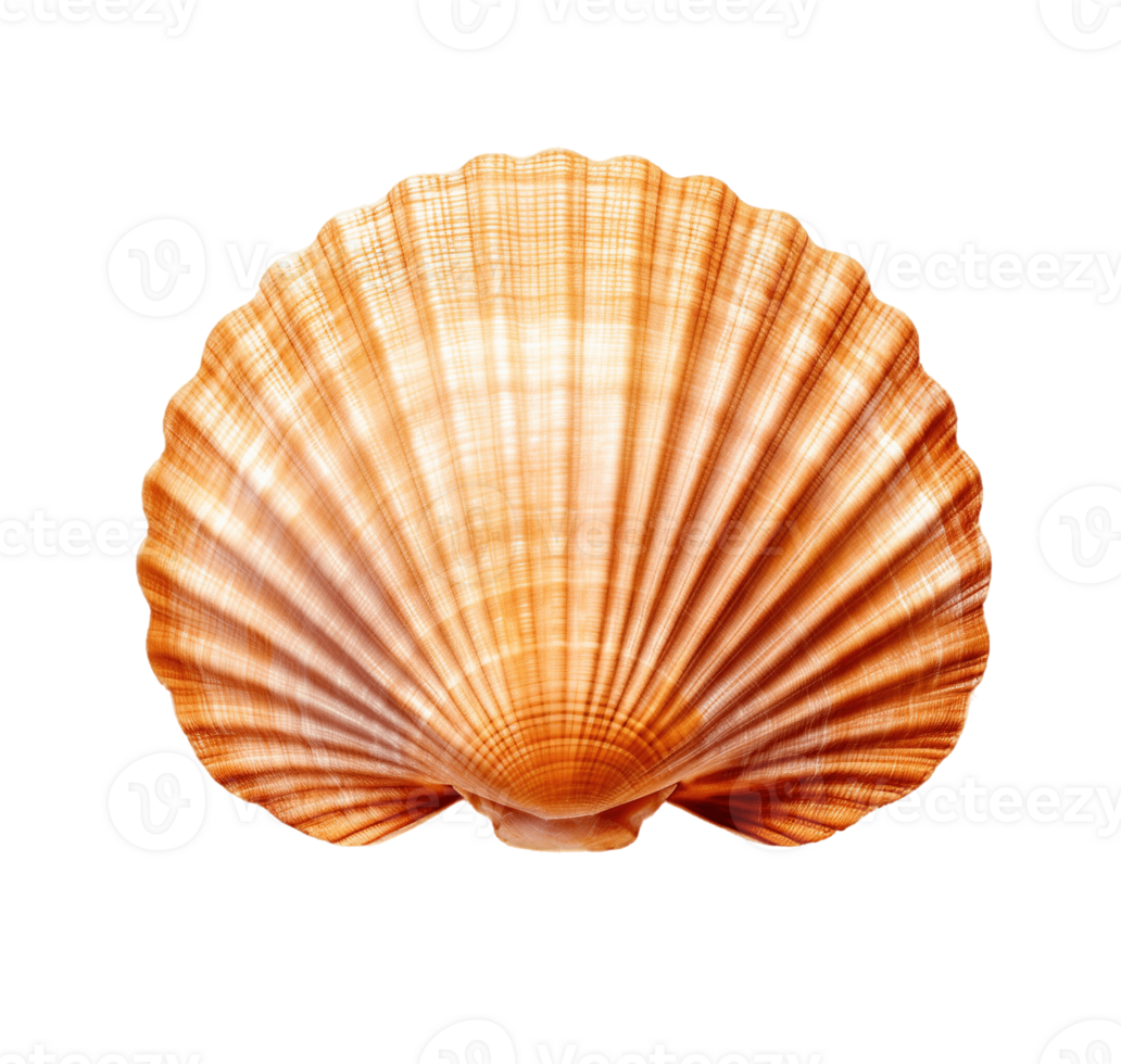 Scallop shell isolated on transparent background. PNG file, cut out. AI Generated