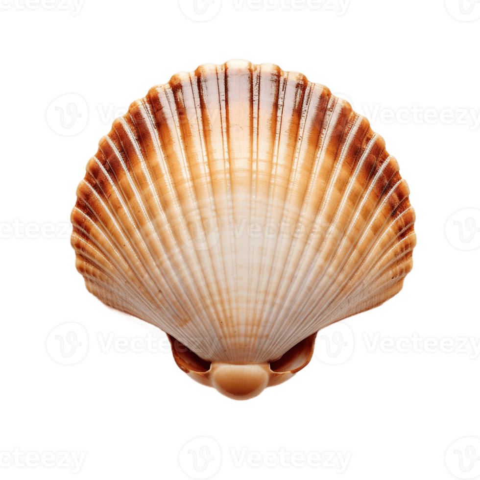 Scallop shell isolated on transparent background. PNG file, cut out. AI Generated