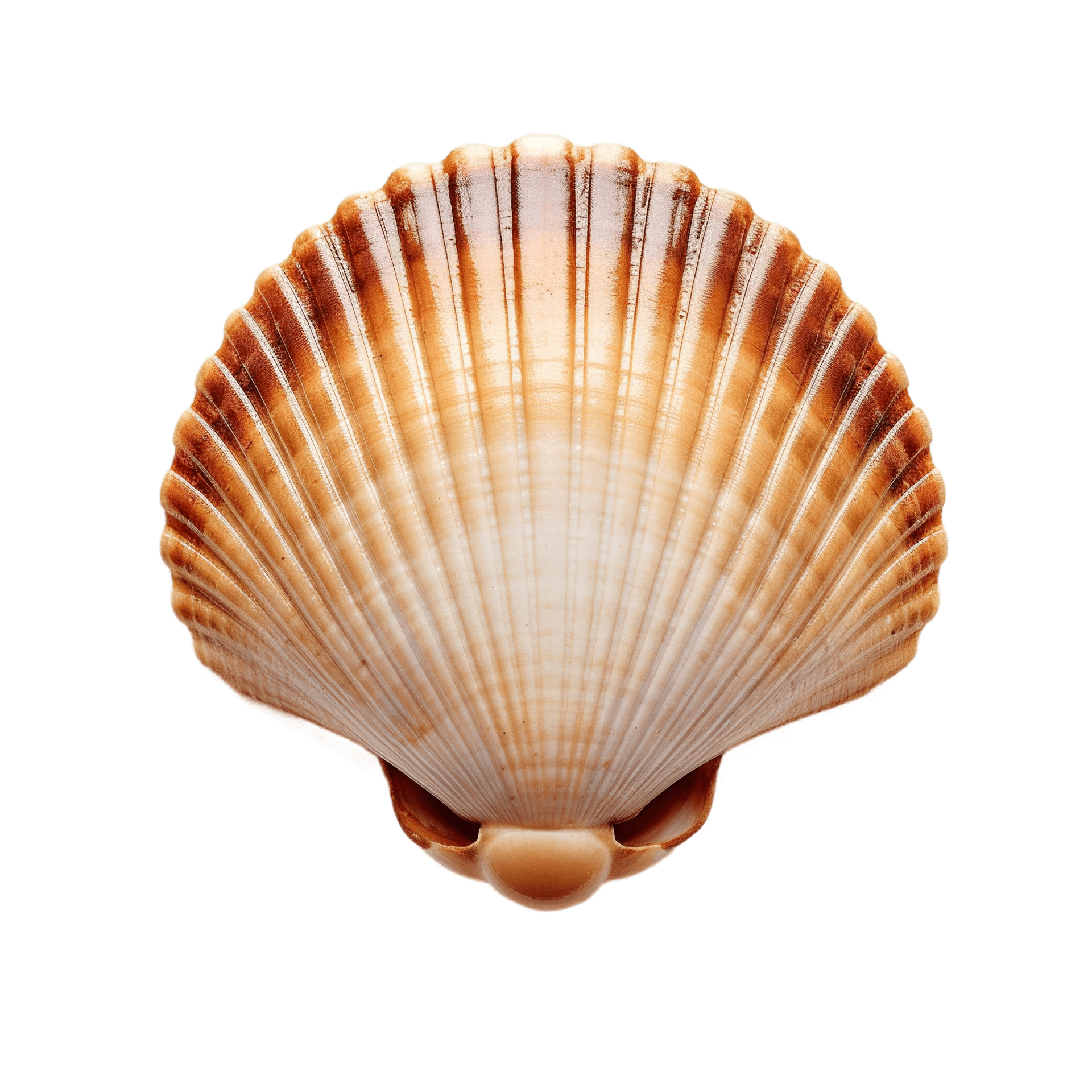 Scallop shell isolated on transparent background. PNG file, cut