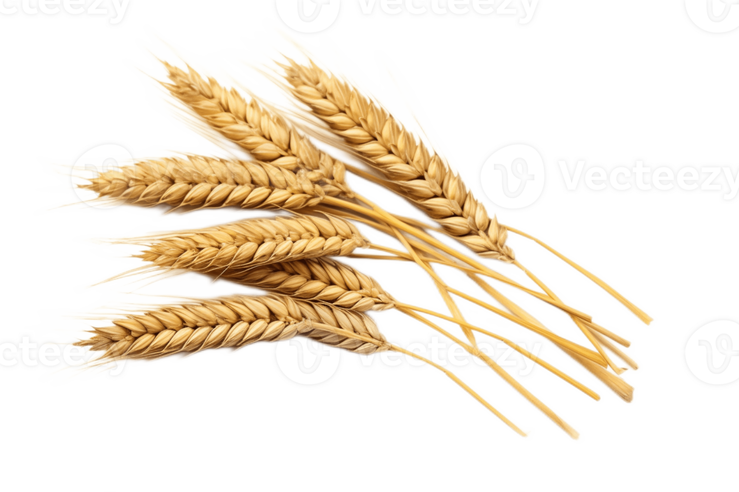 wheat ears isolated on transparent background. PNG file, cut out. AI Generated
