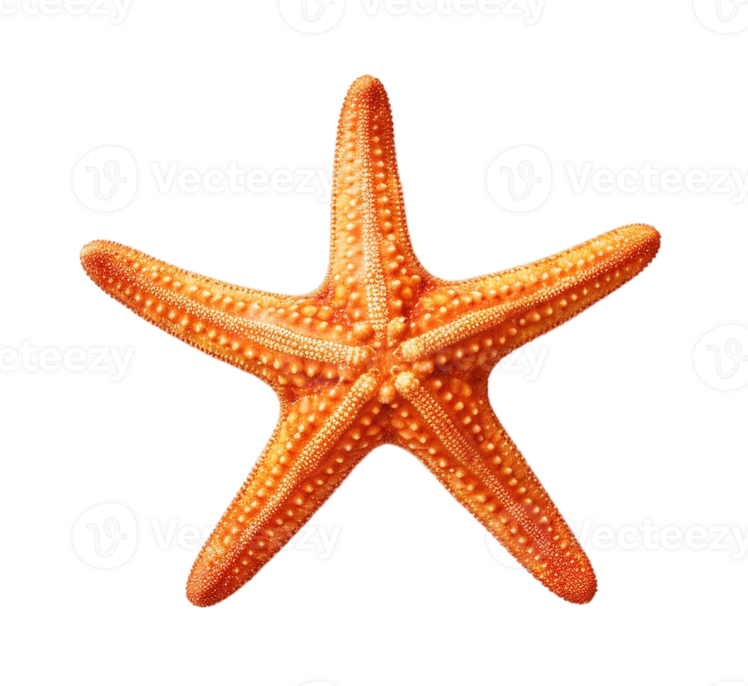 Starfish isolated on transparent background. PNG file, cut out. AI Generated