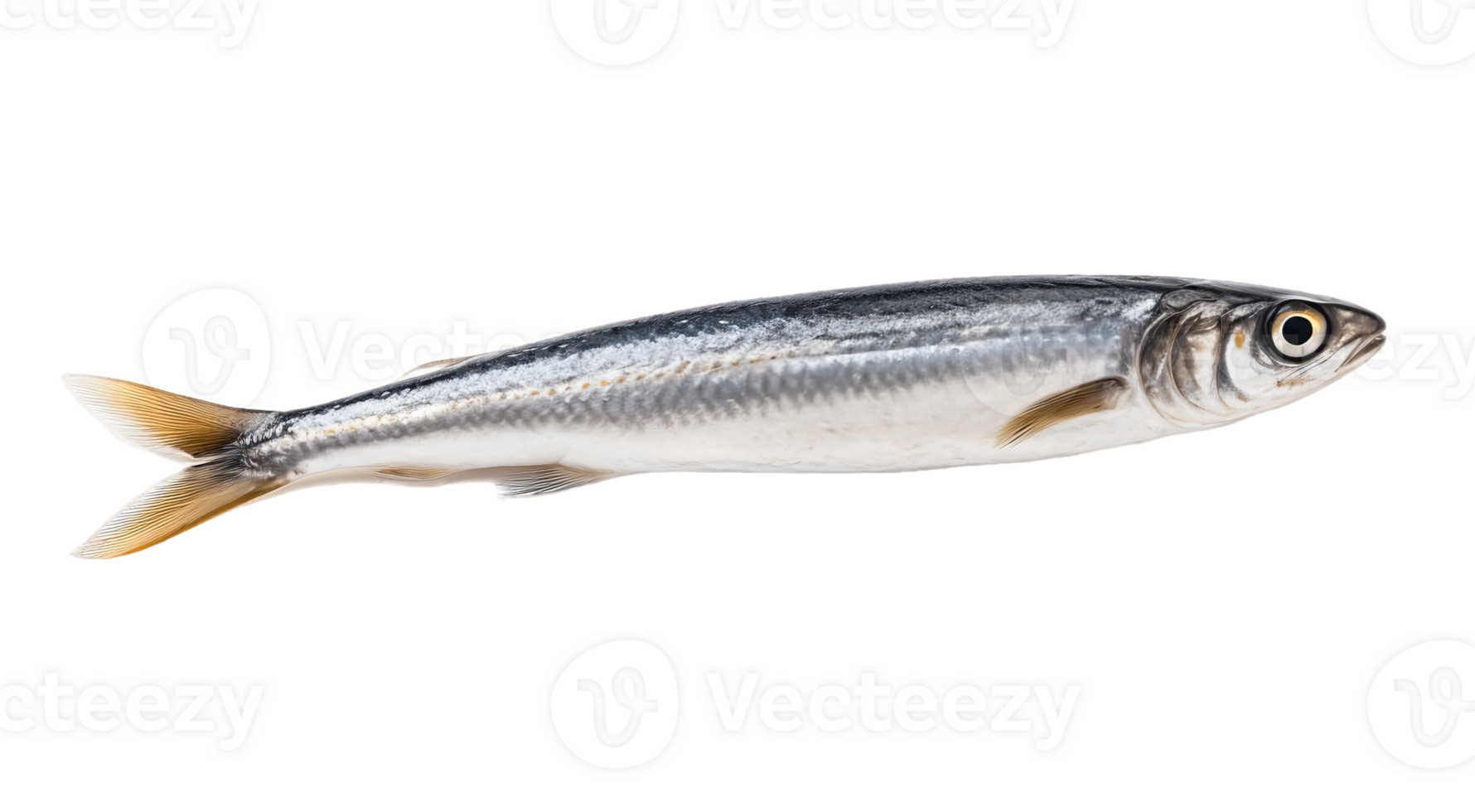 Anchovy isolated on transparent background. PNG file, cut out. AI Generated