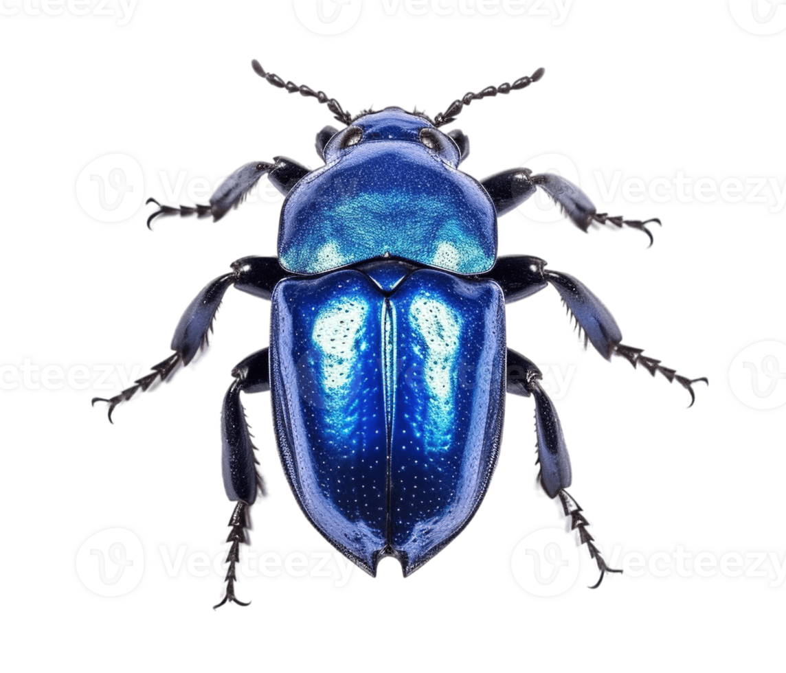 Shiny blue beetle isolated on transparent background. PNG file, cut out. AI Generated