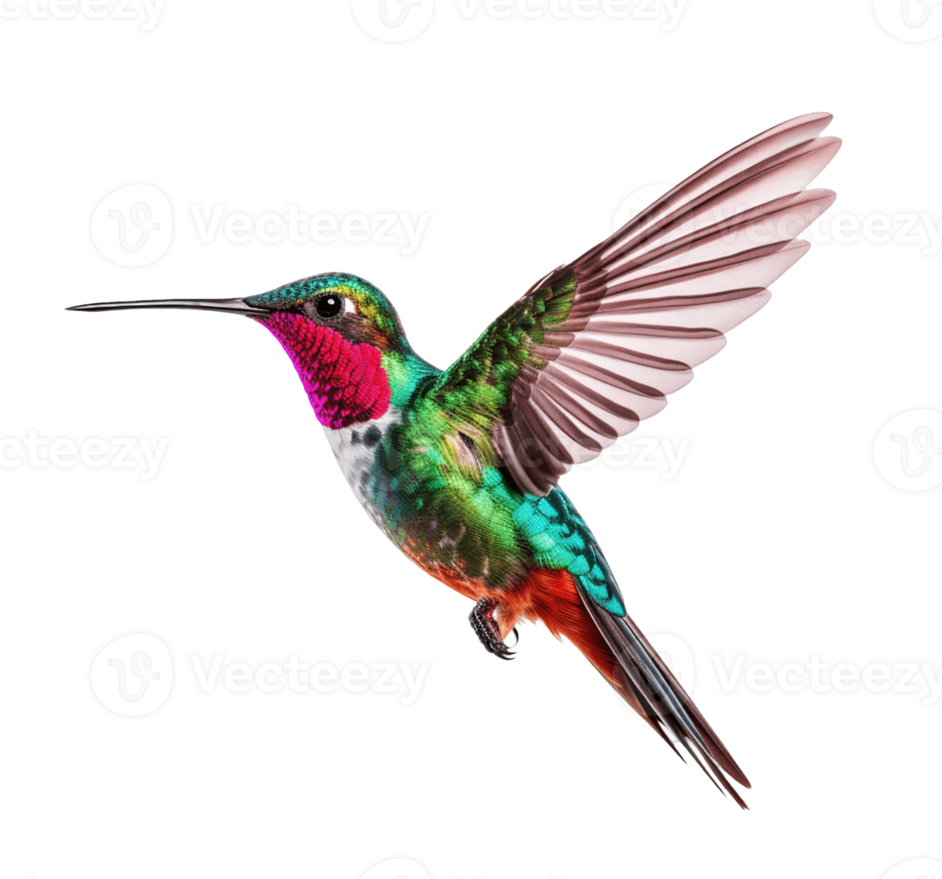 Hummingbird isolated on transparent background. PNG file, cut out. AI Generated