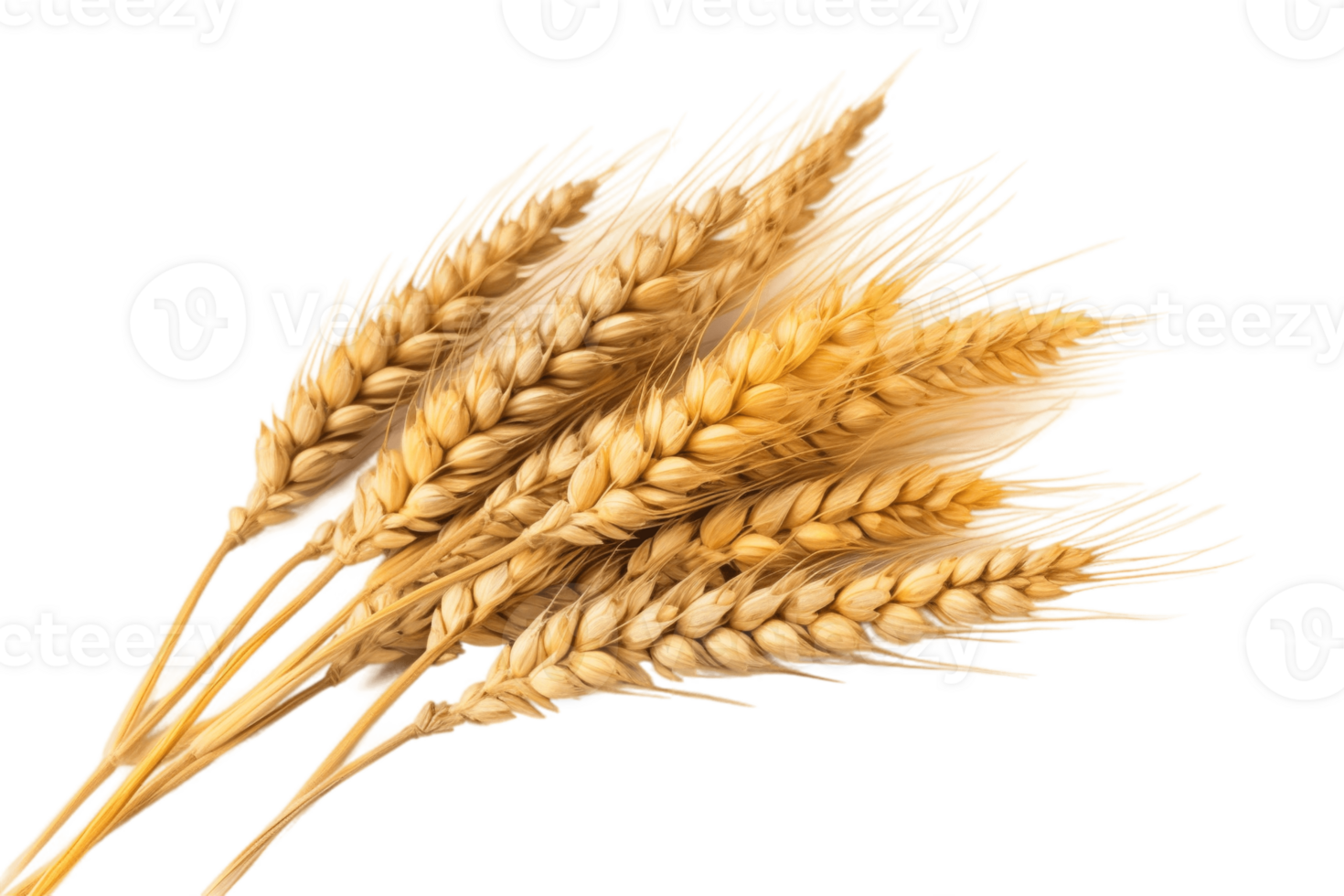 wheat ears isolated on transparent background. PNG file, cut out. AI Generated