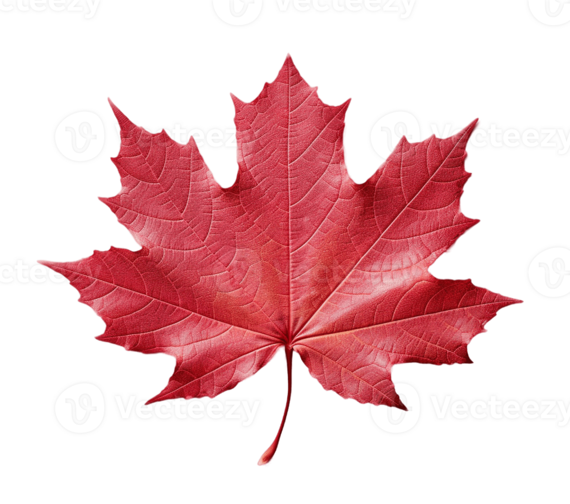 Red sugar maple leaf isolated on transparent background. PNG file, cut out. AI Generated