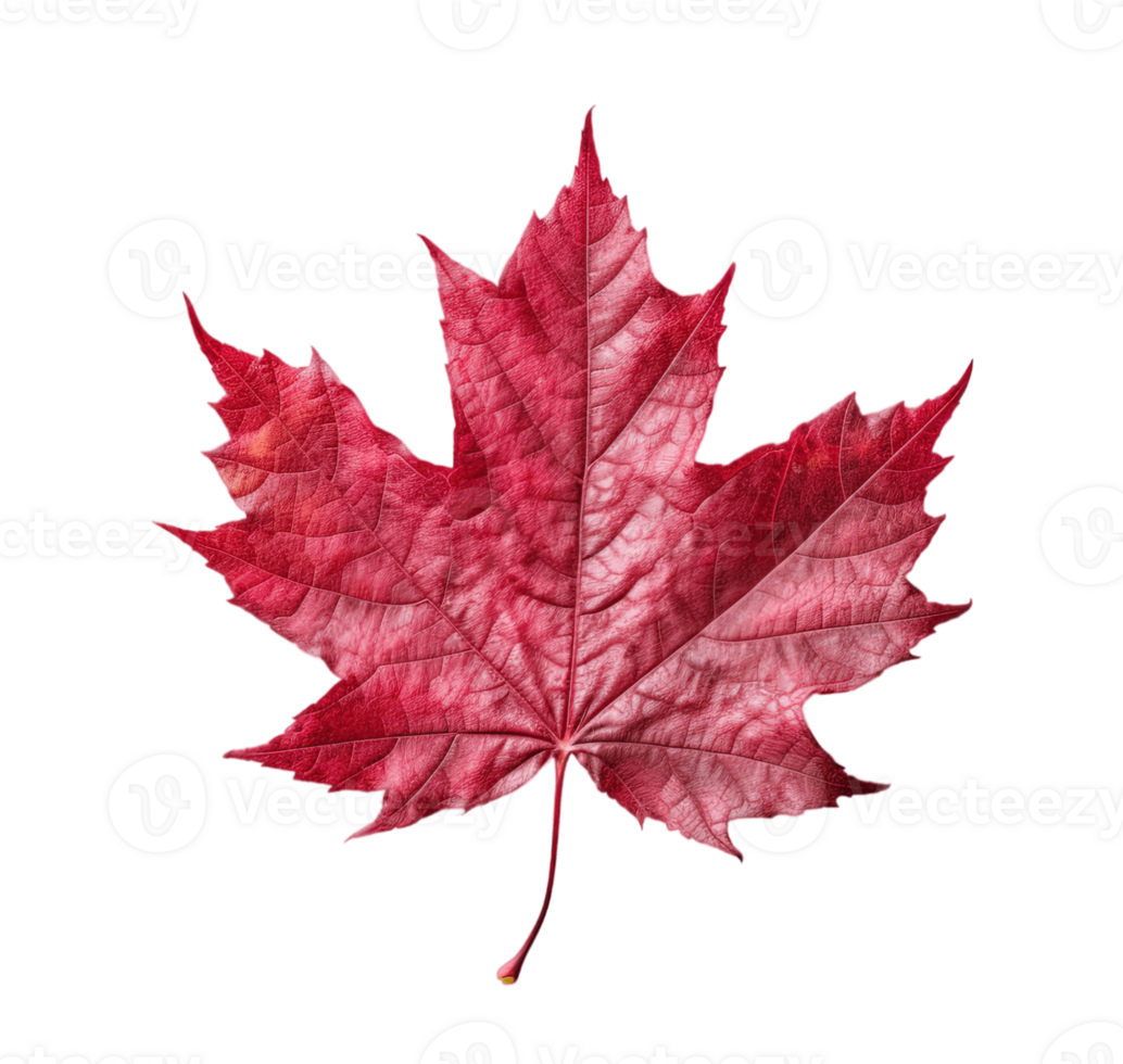 Red sugar maple leaf isolated on transparent background. PNG file, cut out. AI Generated