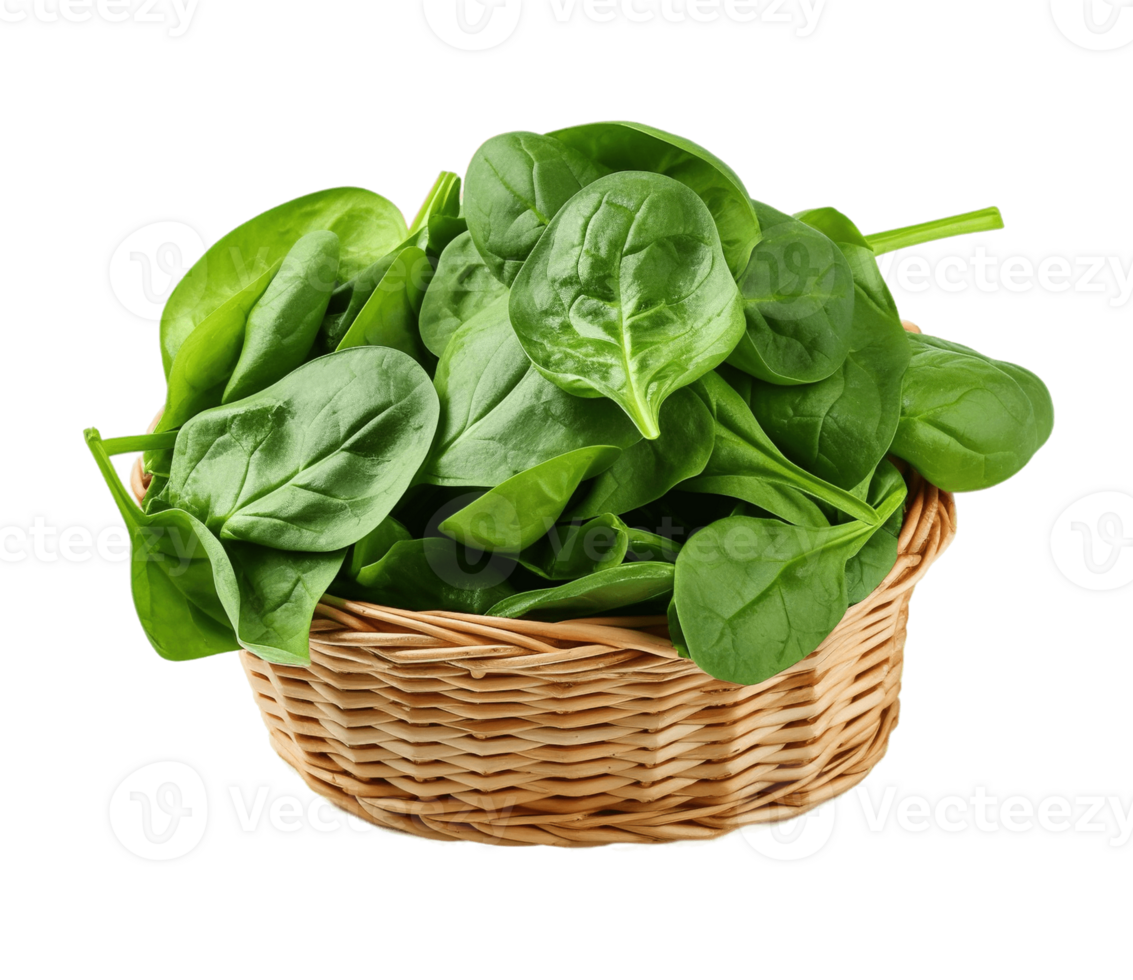 Bundle of fresh spinach isolated on transparent background. PNG file, cut out. AI Generated