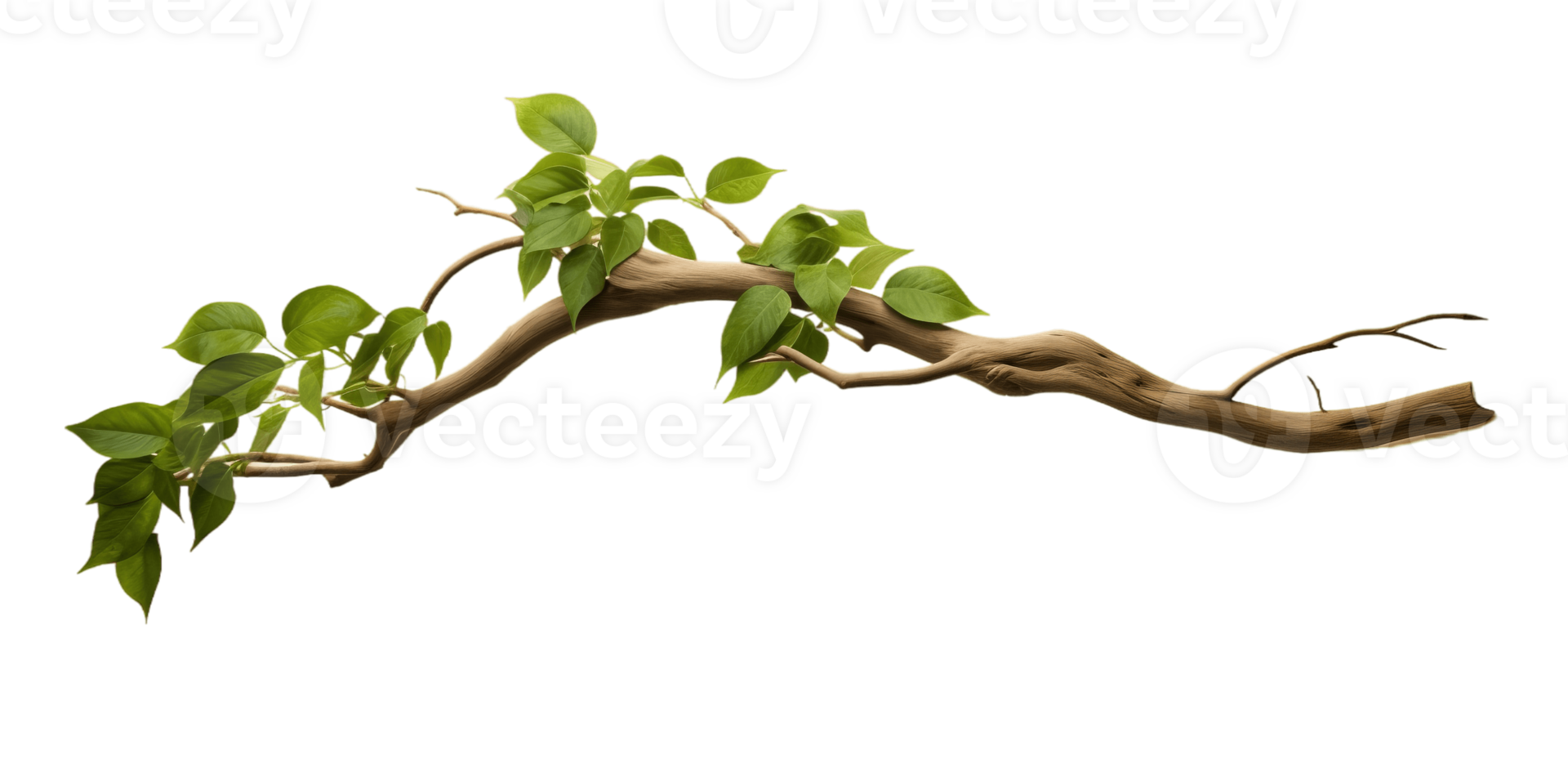 Twisted jungle tree branch plant growing isolated on transparent background. PNG file, cut out. AI Generated