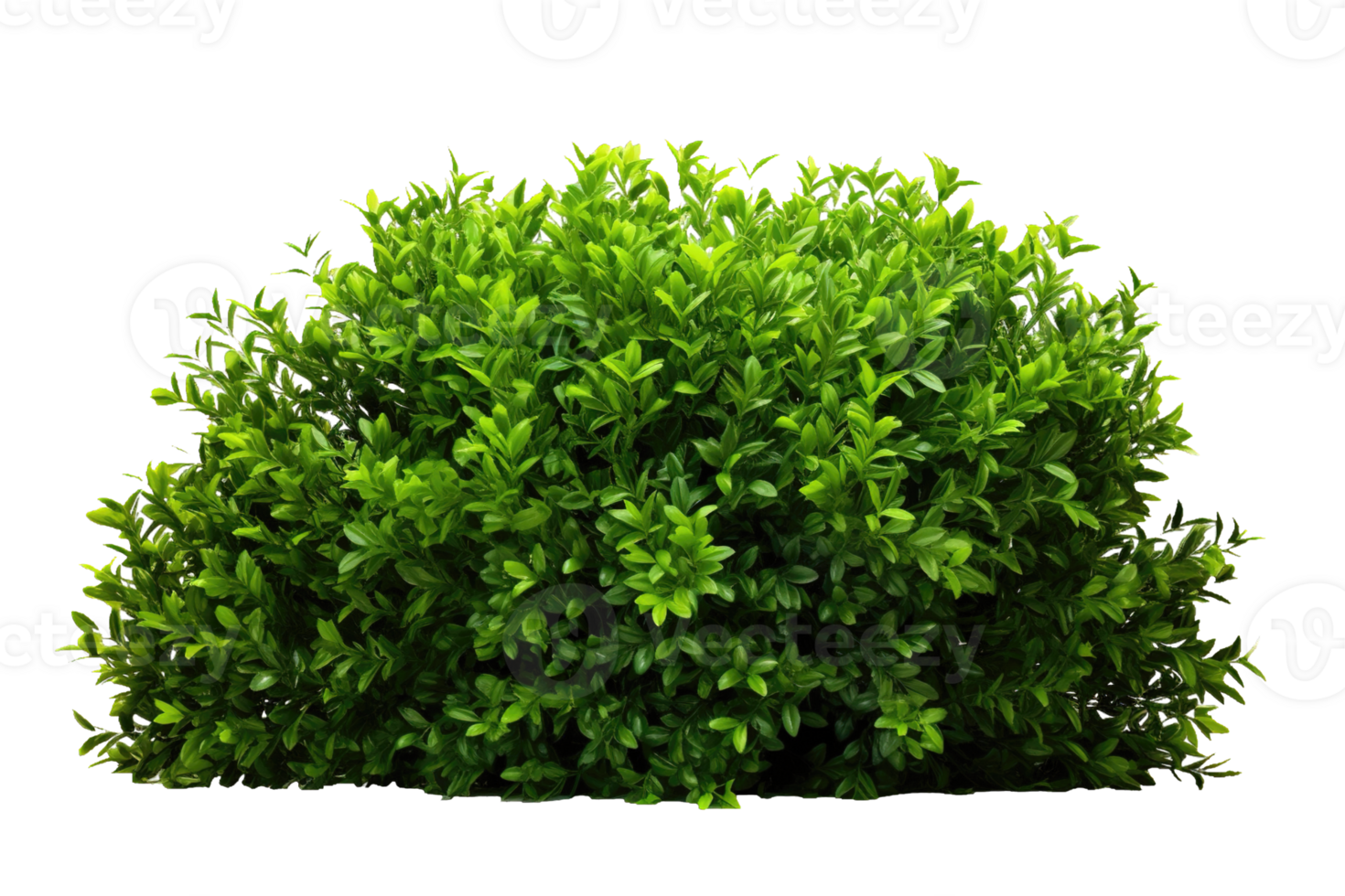 Green bush isolated on transparent background. PNG file, cut out. AI Generated