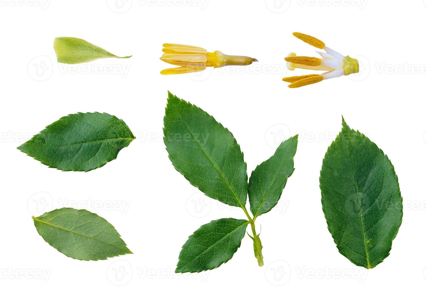 Green leaves plants and flower elements collection isolated on white background photo