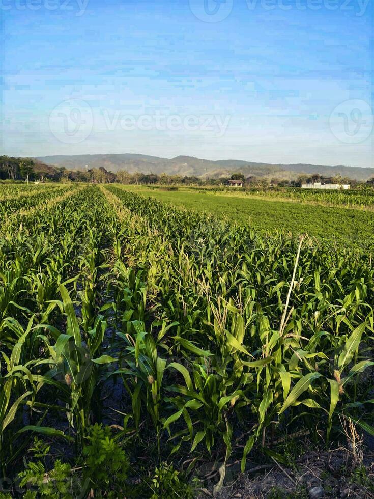 Green Field Plant photo