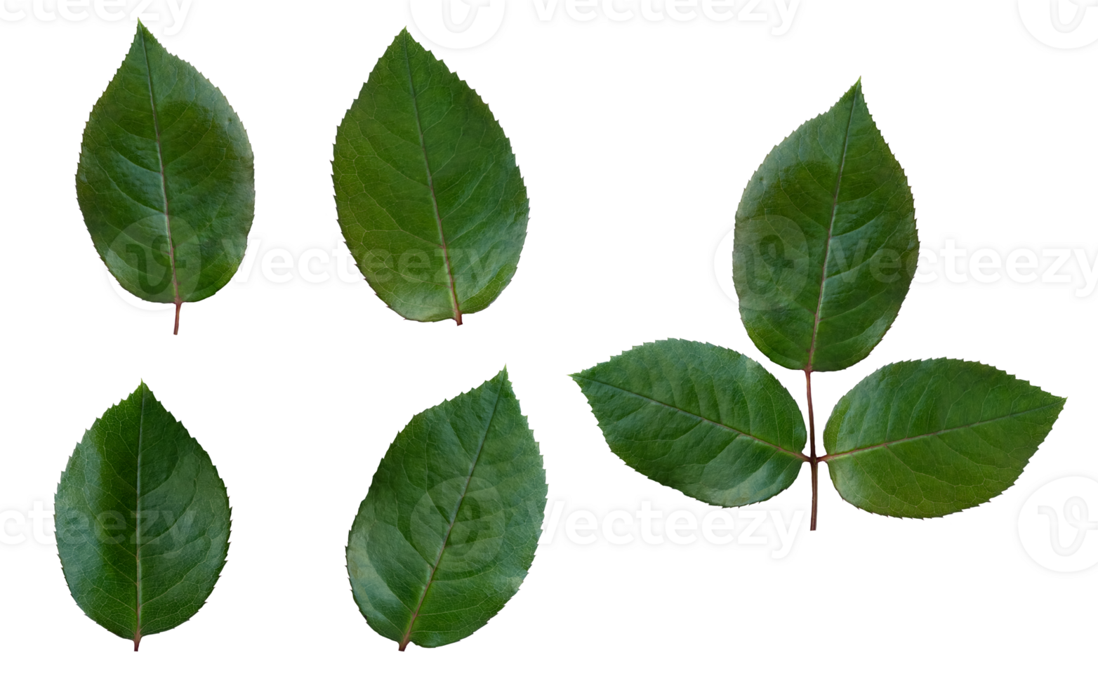 Rose leaf isolated, Set Cutout twig with green leaves,Nature element for banner or card decoration png