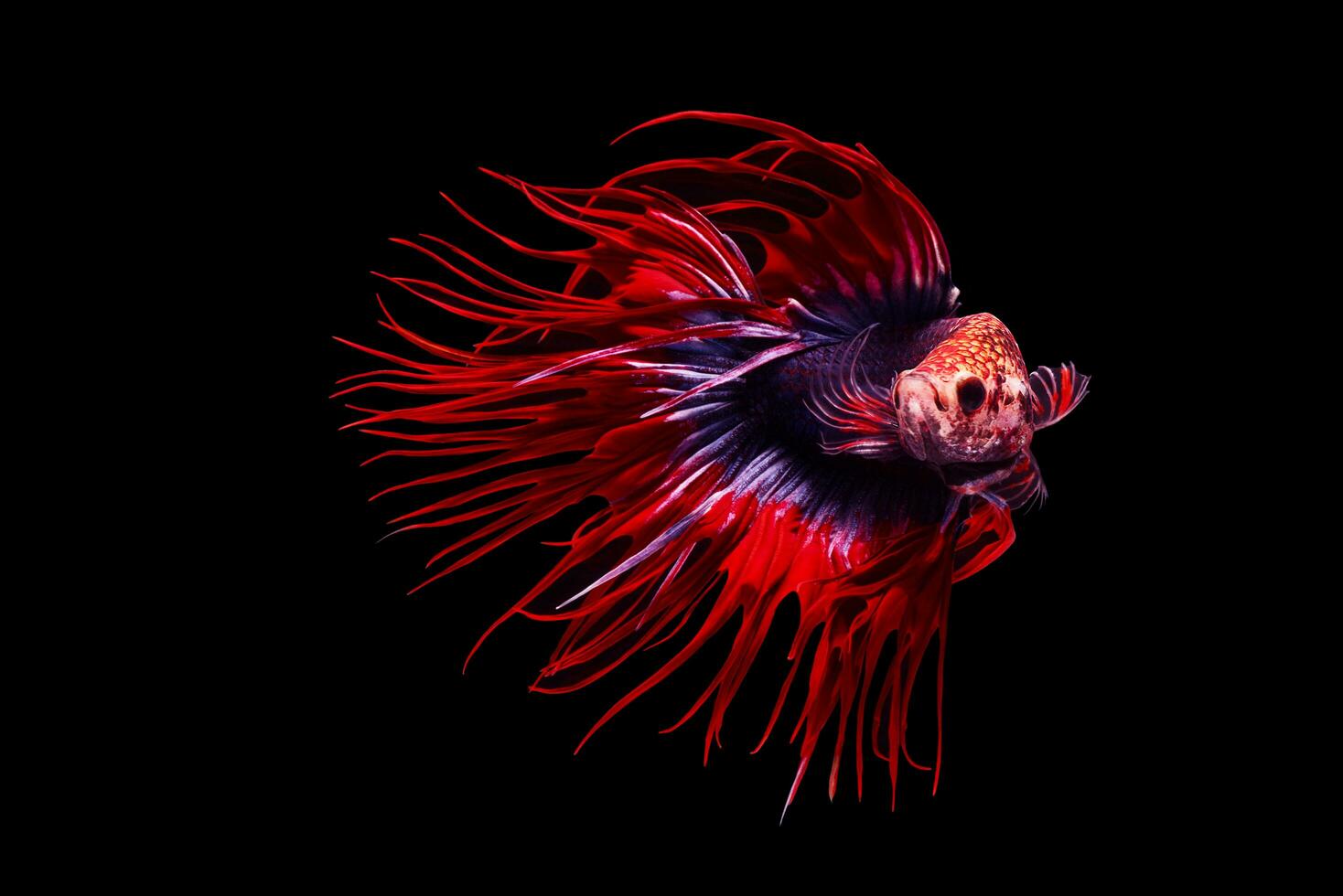 Beautiful movement of red blue betta fish, Fancy Halfmoon Betta, The moving moment beautiful of Siamese Fighting fish, Betta splendens, Rhythmic of Betta fish on black background. photo