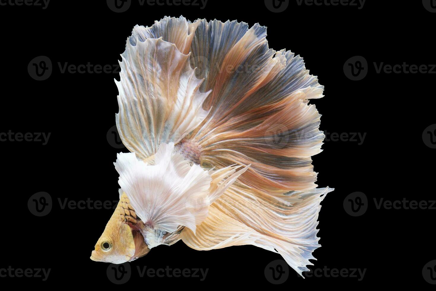 Beautiful movement of red betta fish, Siamese fighting fish, Cupang,  Halfmoon betta, Rhythmic of betta splendens isolated on black background. photo