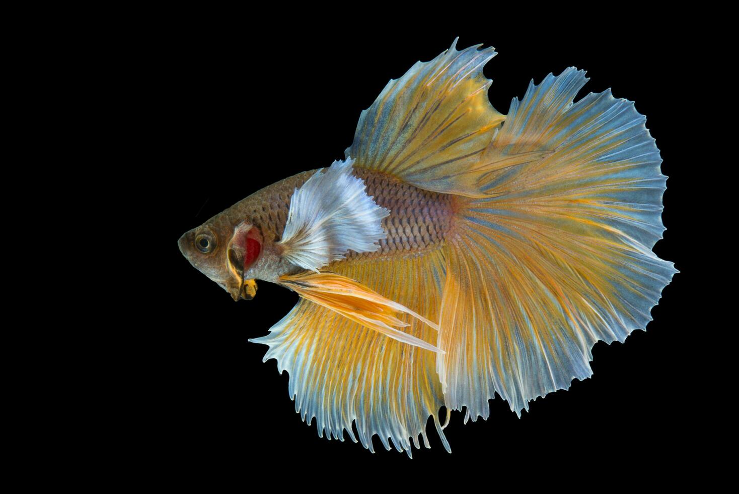 Yellow betta fish Fancy Halfmoon Betta The moving moment beautiful of Siamese Fighting fish in Thailand. Betta splendens Pla-kad, Rhythmic of Betta fish isolated on black background photo