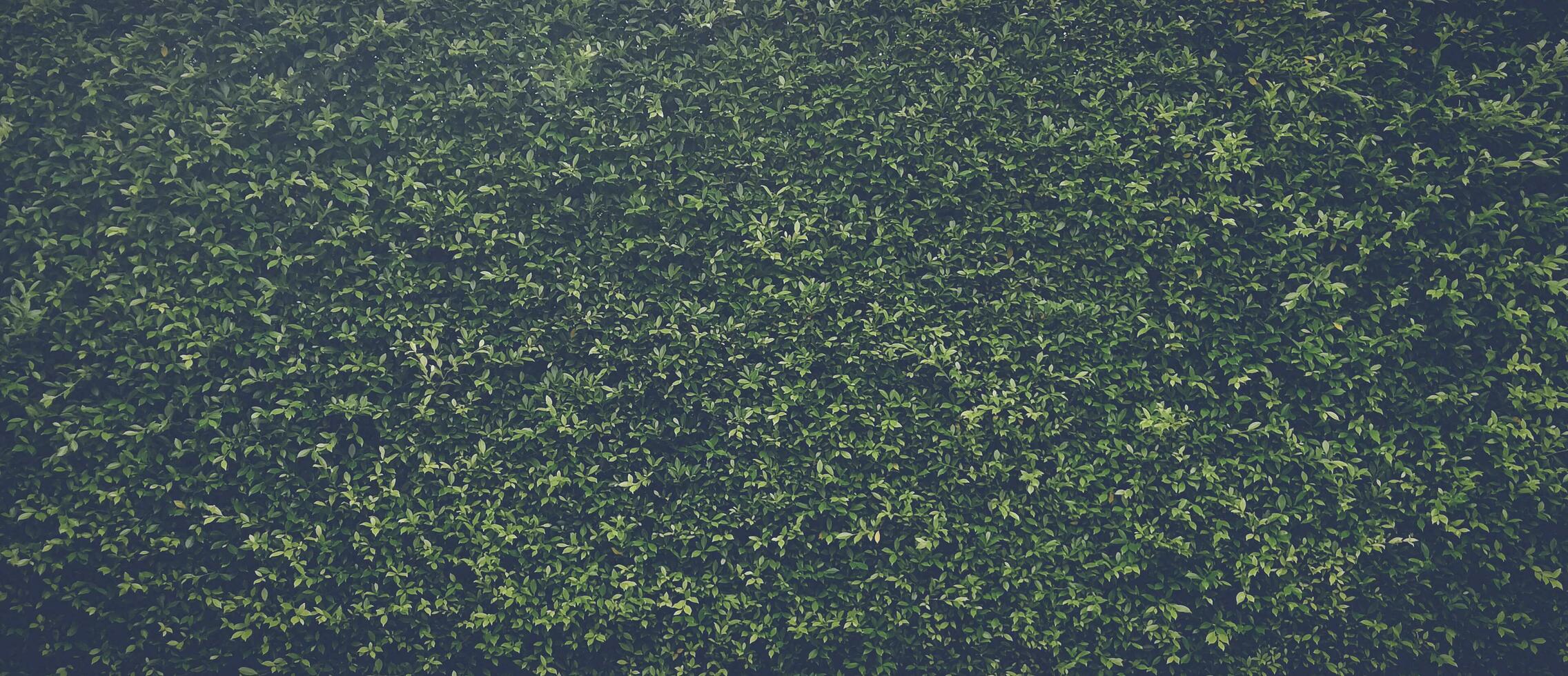 green grass texture, Green grass seamless texture, panoramic banner background, Green Leaves background photo