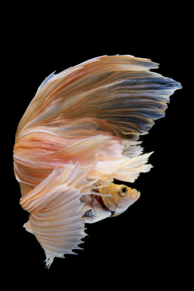 Beautiful movement of yellow betta fish, yellow Siamese fighting fish, Betta splendens on black background, Studio shot. photo