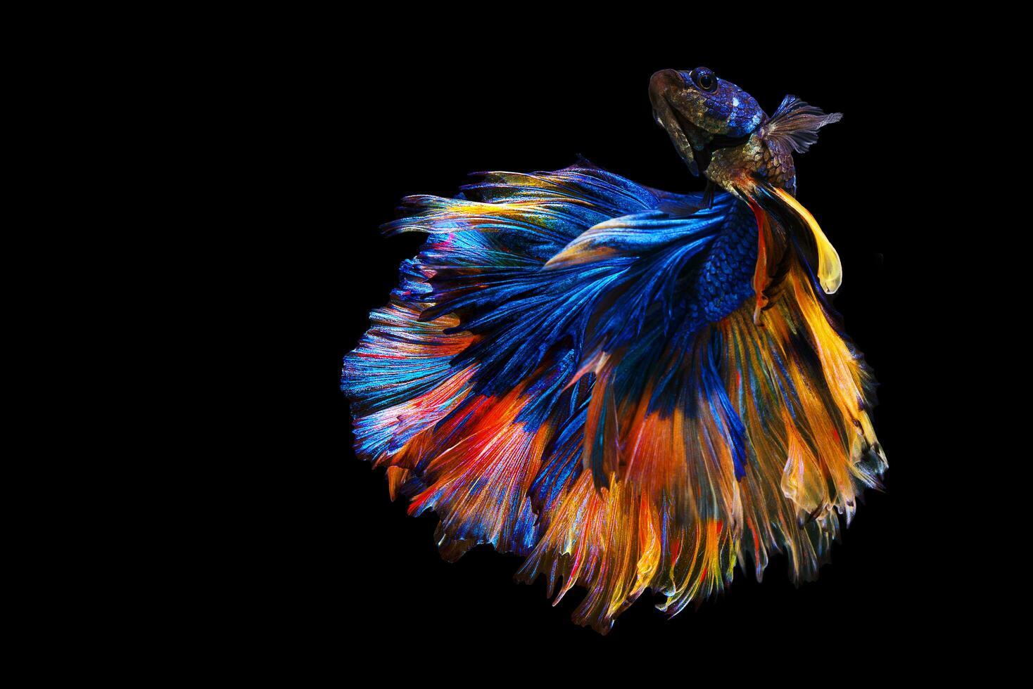 Blue yellow Siamese Fighting fish Fancy Halfmoon Betta,The moving moment beautiful of betta fish in Thailand. Betta splendens Pla-kad, isolated on black background. photo