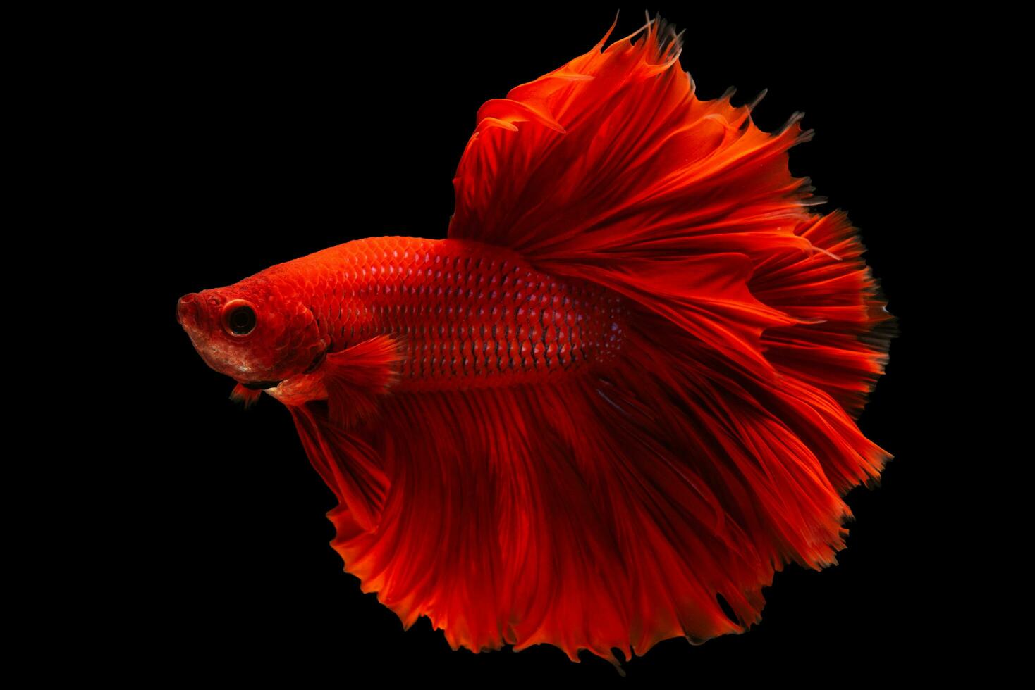 The red betta fish's creating a stunning spectacle as it swam its movements both elegant and swift. photo
