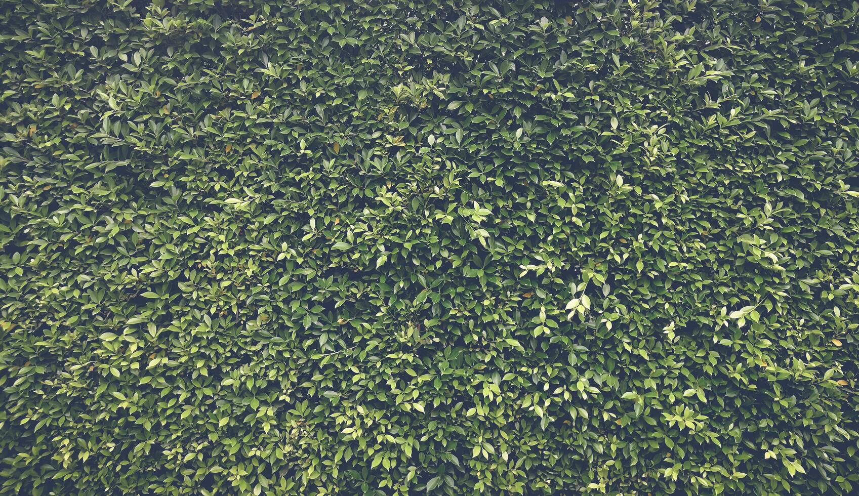 green grass texture, Green grass seamless texture, panoramic banner background, Green Leaves background photo