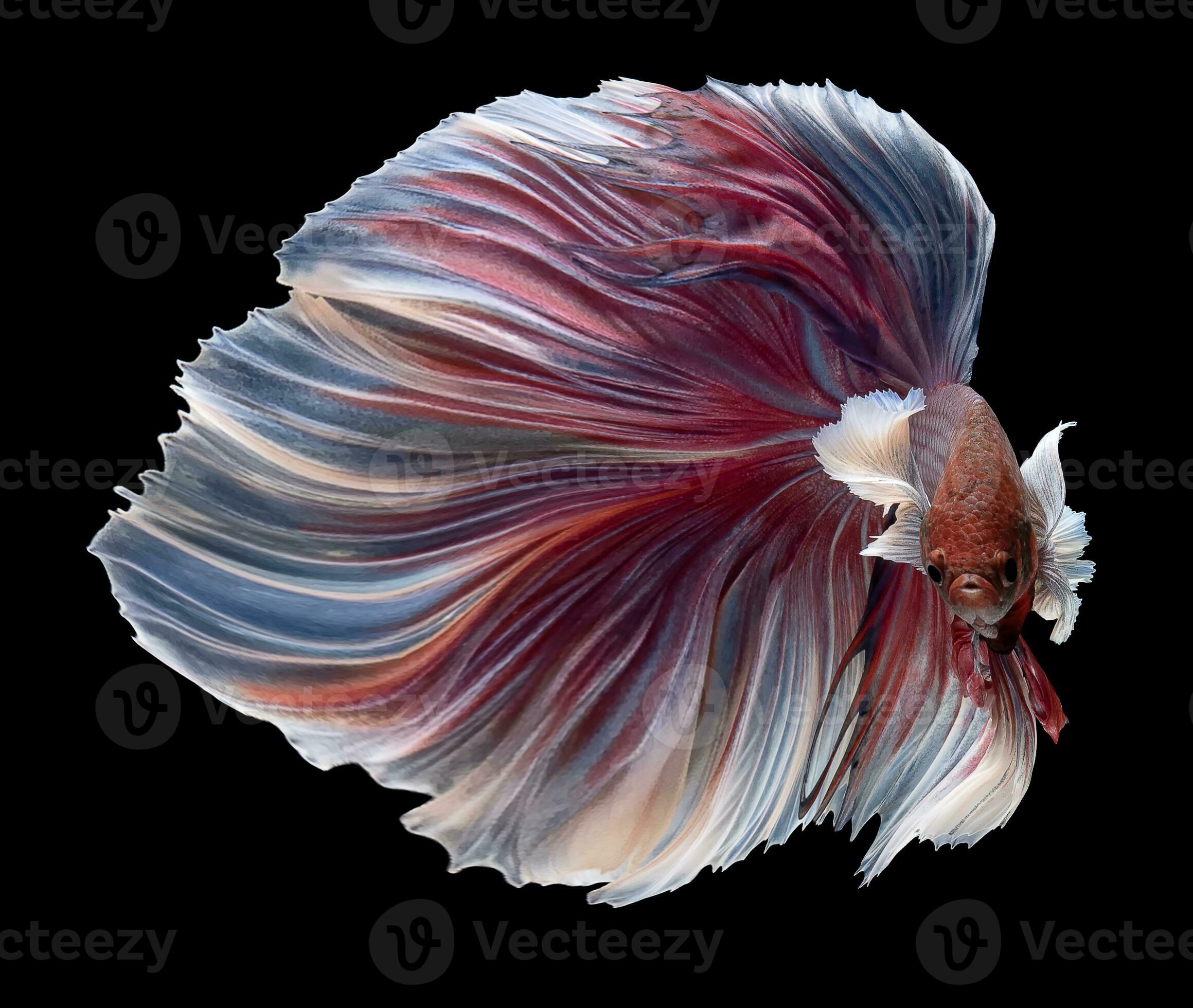 Beautiful movement of purple betta fish, Violet Siamese fighting fish, Pink  Betta splendens isolated on black background. Studio shot. 32326321 Stock  Photo at Vecteezy