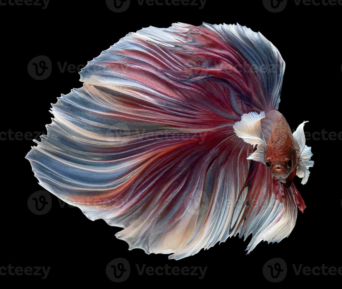 Beautiful movement of purple betta fish, Violet Siamese fighting fish, Pink Betta splendens isolated on black background. Studio shot. photo