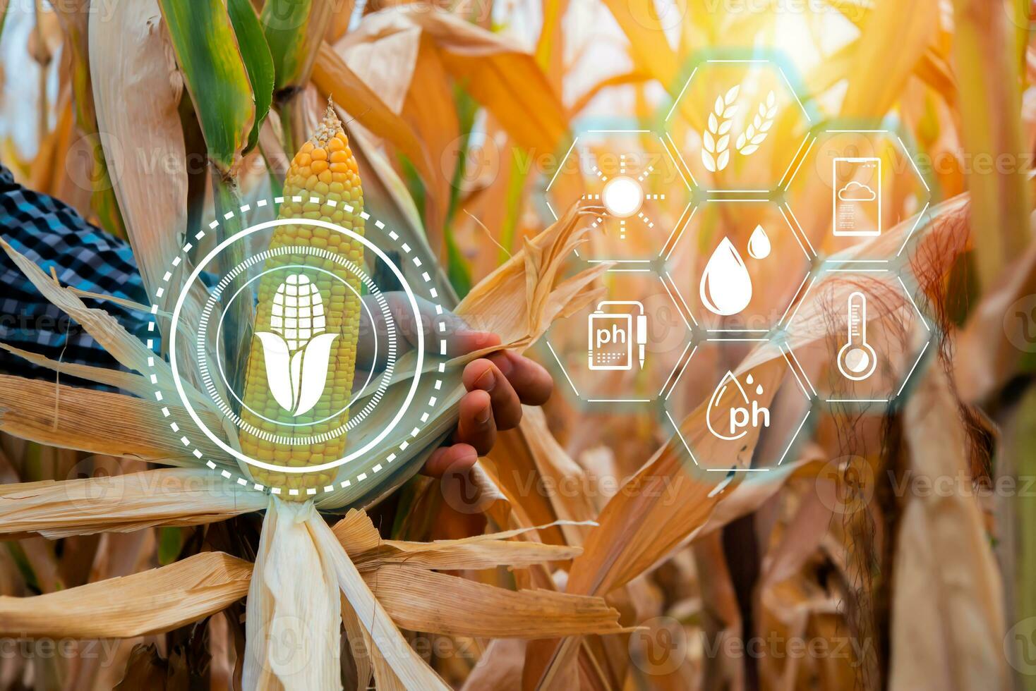 Farmer checking corn crop cultivated field with smart farming interface icons. Smart and new technology for agriculture, GMO science in corn field concept. photo