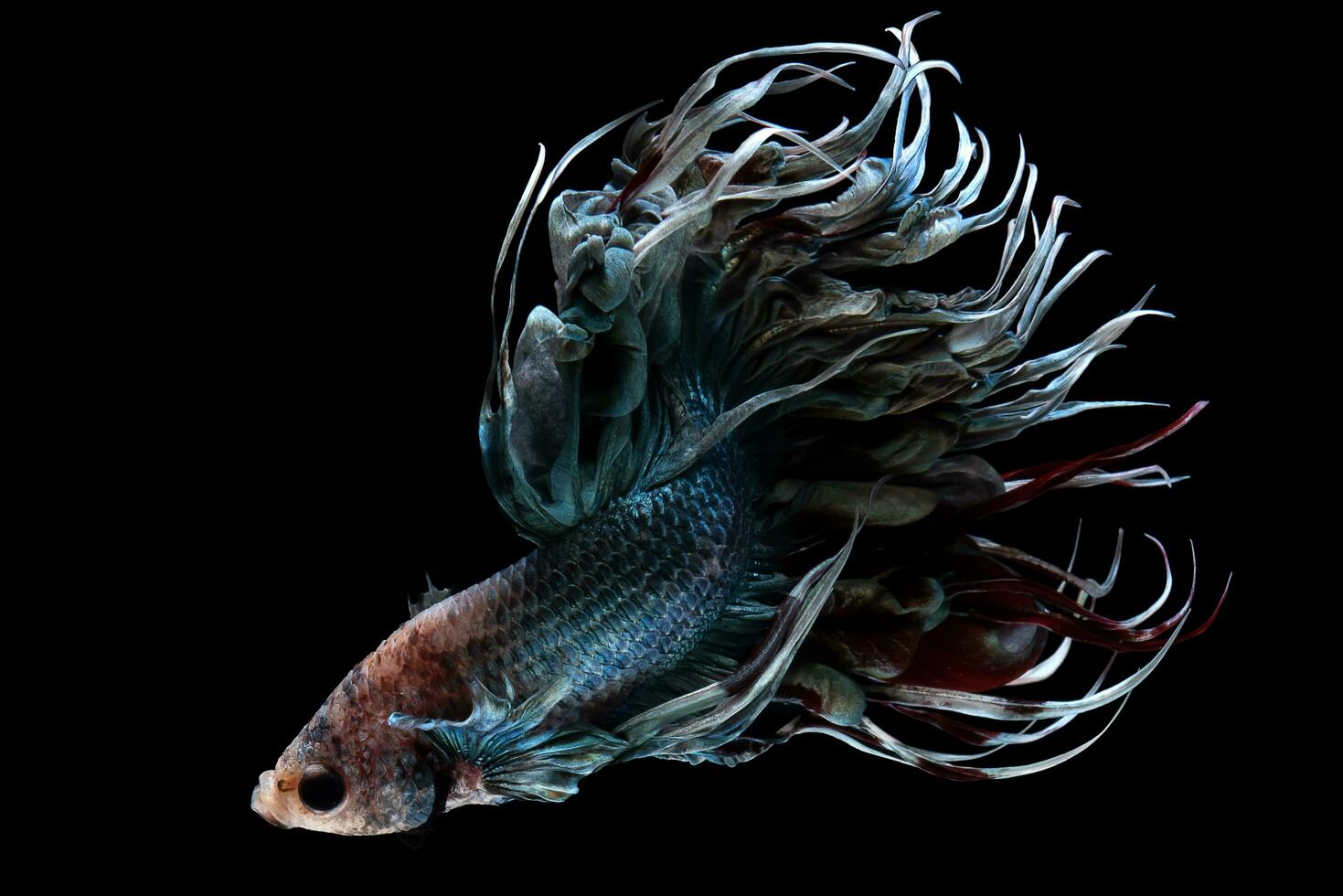Against the dark and mysterious black background the betta fish exudes a fearless and courageous aura displaying its brave and commanding presence. photo
