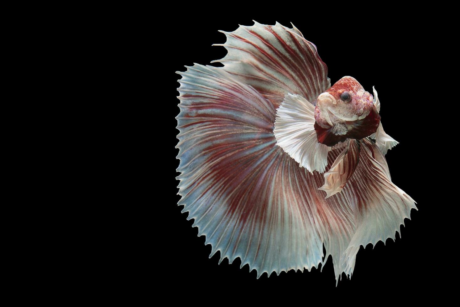 Beautiful movement of red white betta fish, Siamese fighting fish, Betta splendens isolated on black background. Studio shot. photo