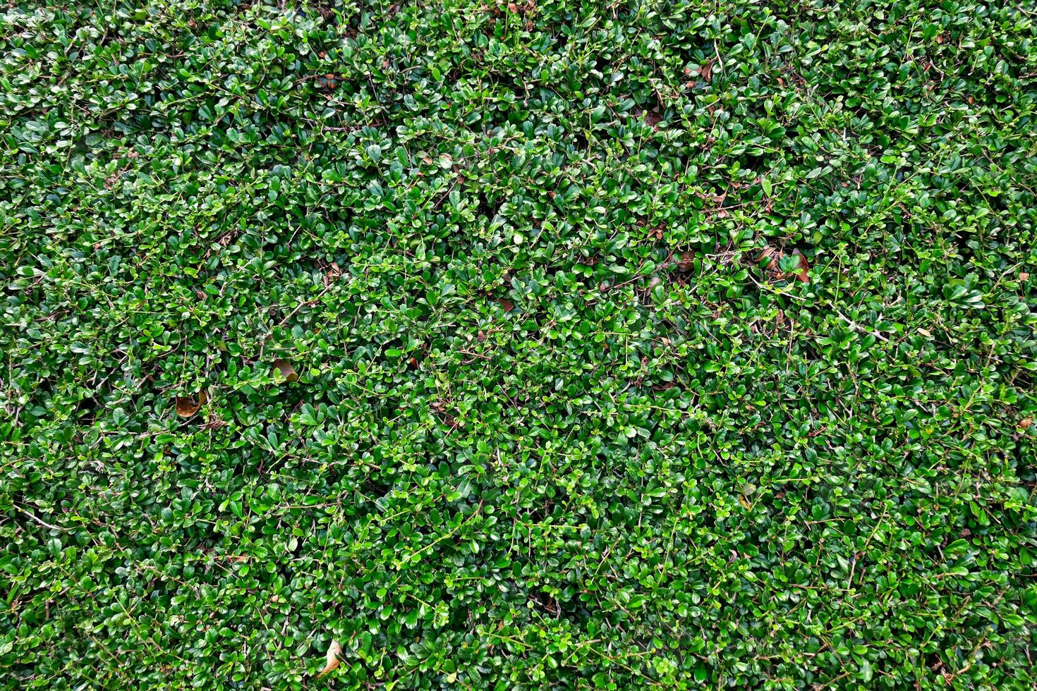Vertical garden background, Fukien Tea trees and leaves. photo