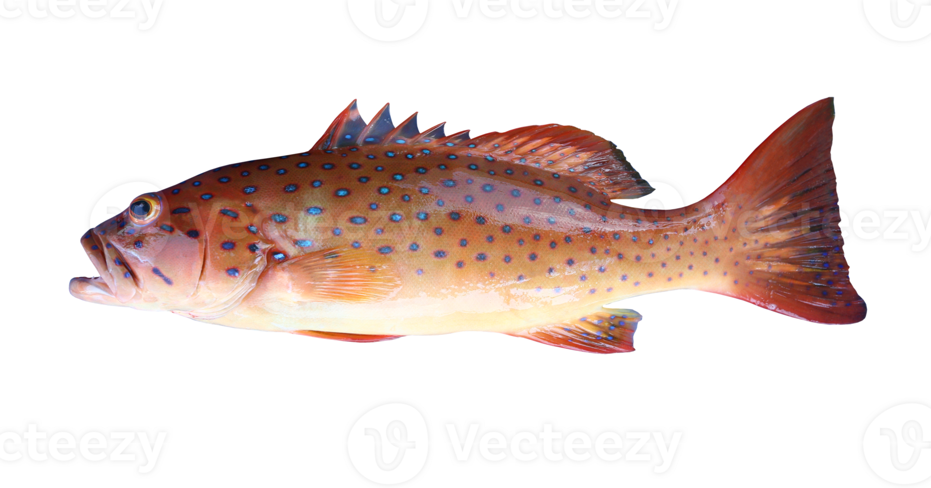 Spotted coral-grouper or Bar-cheek coral trout fish. png