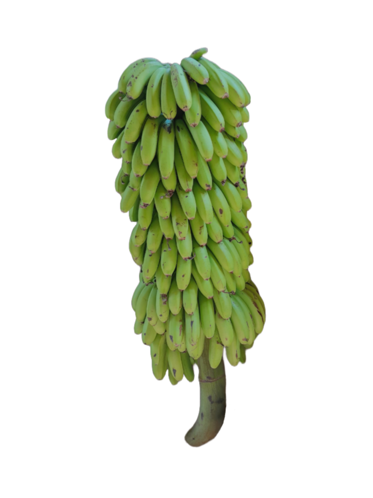 Green Banana isolated on transparent background png