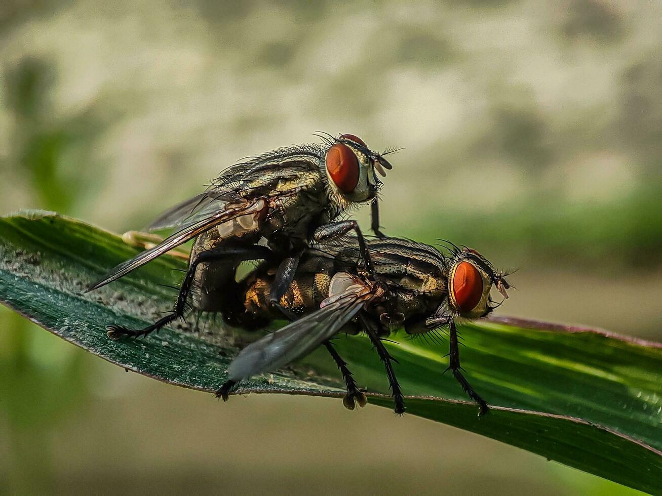 mosca apareamiento imagen foto