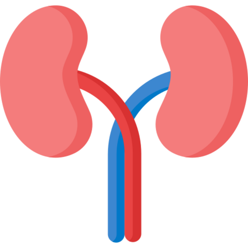 kidneys icon design png