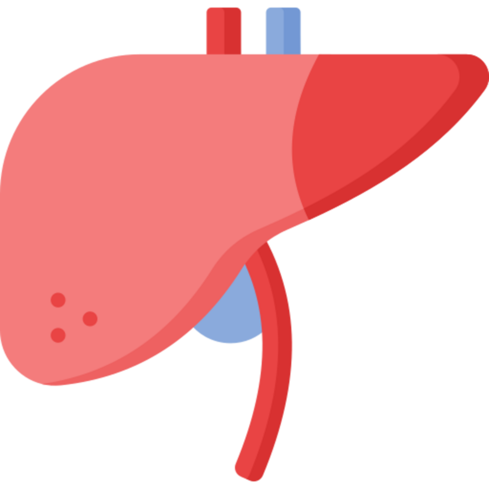 liver icon design png