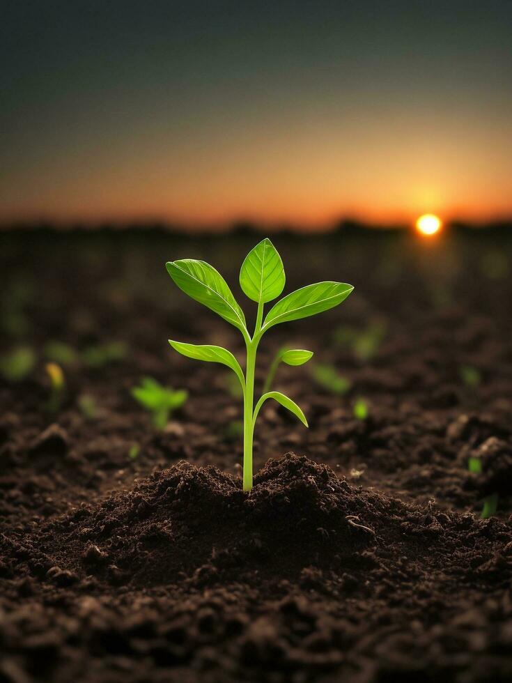 Green sprouts in dark soil against a blurred background symbolize growth and potential with the beautiful sunset. AI generated. photo