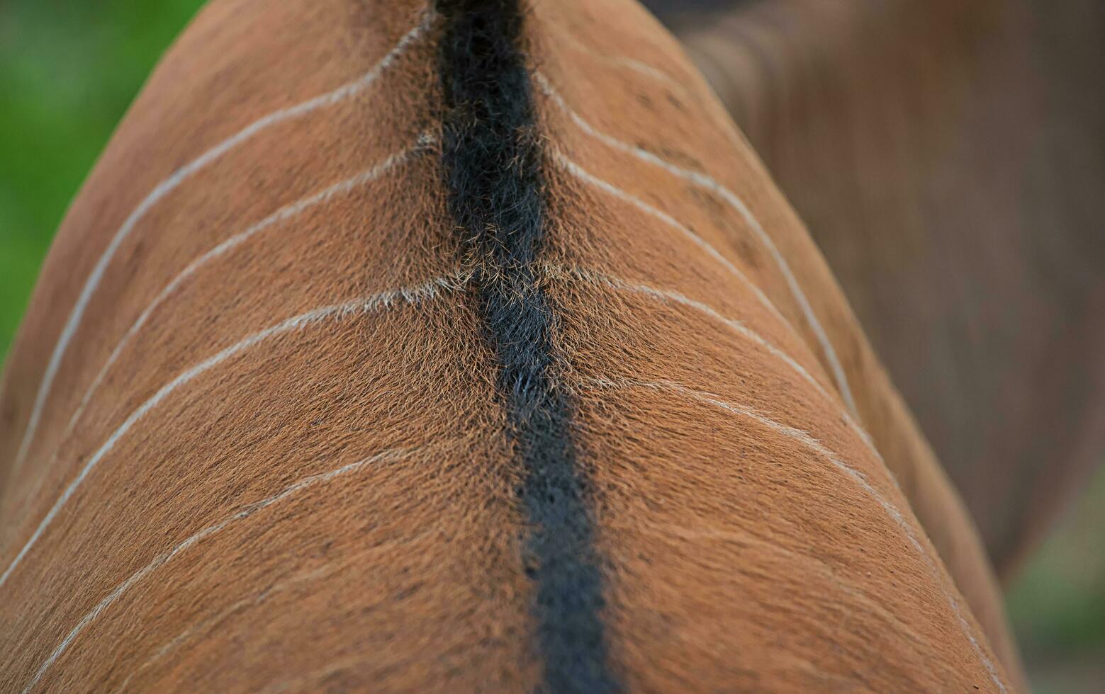 Beautiful pattern of deer skin for Background. Deer fur texture, Skin pattern. Abstract of animal brown hair-Image photo